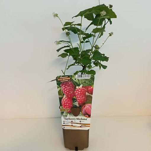 Ronce‑framboise sans épines 'Loganberry' P9/C1