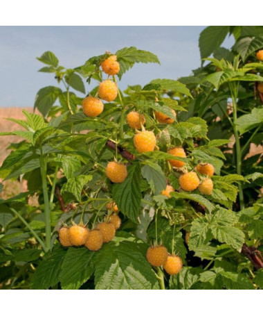 Framboisier jaune 'Golden Queen' P9/C1