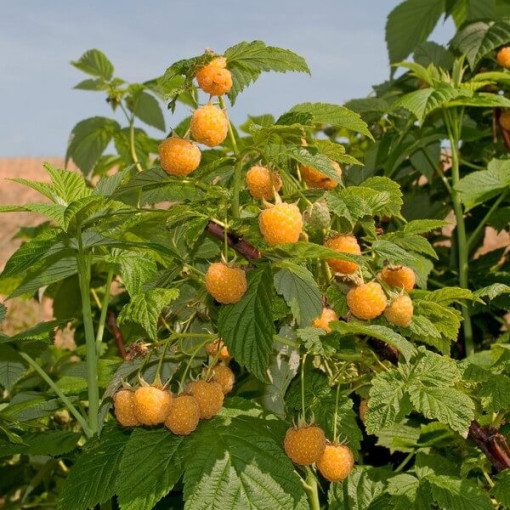 Framboisier jaune 'Golden Queen' P9/C1