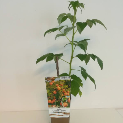 Framboisier jaune 'Golden Queen' P9/C1