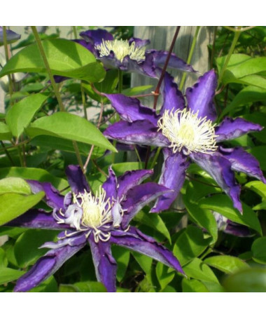 Clematis Hakuookan (à grandes fleurs) cont. 4L