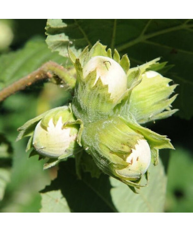 Noisetier commun (Corylus avellana) P9/C1