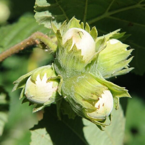 Noisetier commun (Corylus avellana) P9/C1