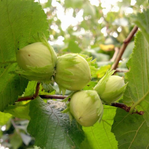 Noisetier commun (Corylus avellana) P9/C1