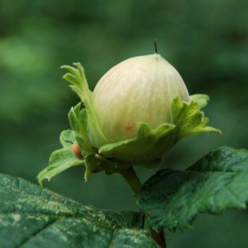 Noisetier commun (Corylus avellana) P9/C1