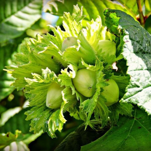 Noisetier commun (Corylus avellana) P9/C1