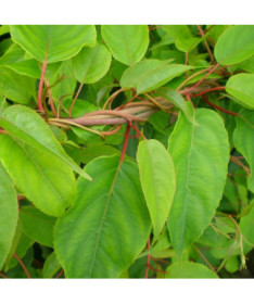 Kiwi Actinidia Pollinisateur Weiki (arguta) MÂLE P9/C1