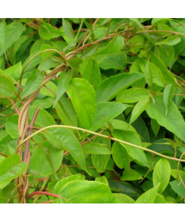 Kiwi Actinidia Pollinisateur Weiki (arguta) MÂLE P9/C1