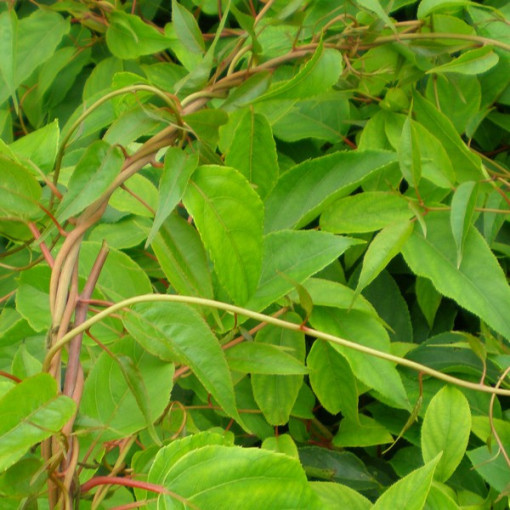 Kiwi Actinidia Pollinisateur Weiki (arguta) MÂLE P9/C1