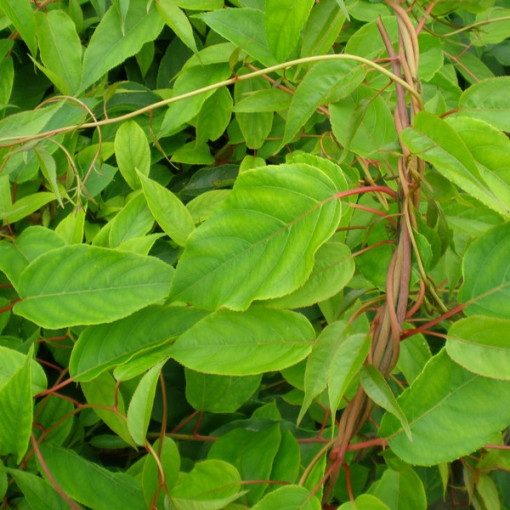 Kiwi Actinidia Pollinisateur Mâle (arguta) P9/C1