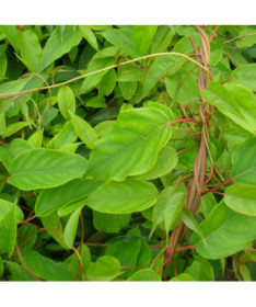 Kiwi Actinidia Pollinisateur Mâle (arguta) P9/C1