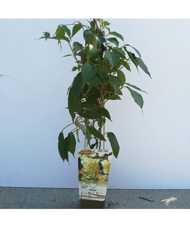 Kiwi Actinidia Pollinisateur Mâle (arguta) P9/C1