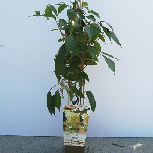 Kiwi Actinidia Pollinisateur Mâle (arguta) P9/C1