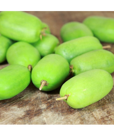 Kiwi Actinidia Kokuwa (à feuilles pointues) AUTOFERTILE P9/C1