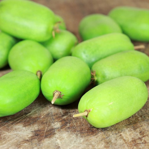 Kiwi Actinidia Kokuwa (à feuilles pointues) AUTOFERTILE P9/C1