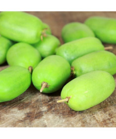 Kiwi Actinidia Kokuwa (à feuilles pointues) AUTOFERTILE P9/C1