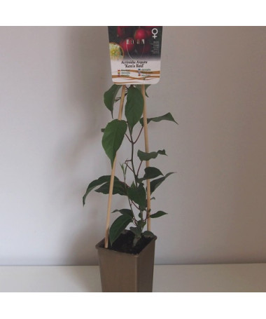 Kiwi Actinidia 'Ken's Red' (kiwi à petites feuilles) P9/C1