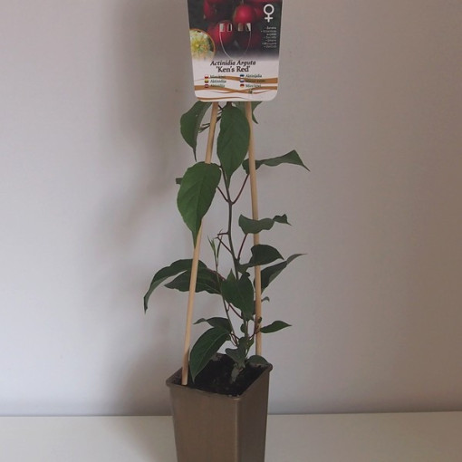 Kiwi Actinidia 'Ken's Red' (kiwi à petites feuilles) P9/C1