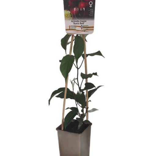 Kiwi Actinidia 'Ken's Red' (kiwi à petites feuilles) P9/C1