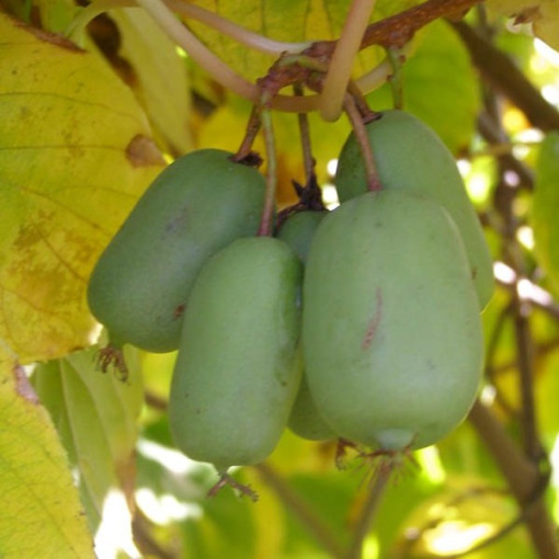 Kiwi Actinidia Jumbo (rustique) P9/C1