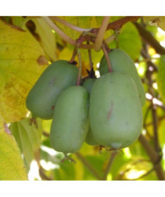 Kiwi Actinidia Jumbo (rustique) P9/C1