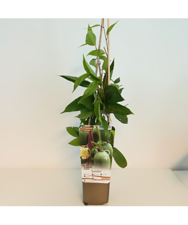 Kiwi Actinidia Jumbo (rustique) P9/C1
