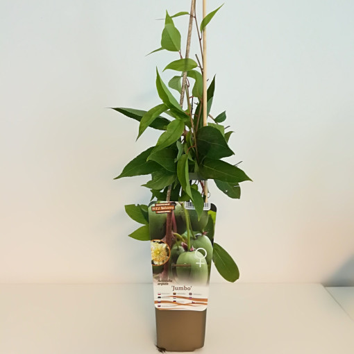 Kiwi Actinidia Jumbo (rustique) P9/C1