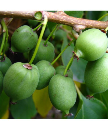 Kiwi Actinidia Issai (rustique) AUTOFERTILE P9/C1