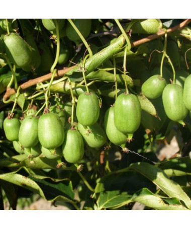 Kiwi Actinidia Issai (rustique) AUTOFERTILE P9/C1