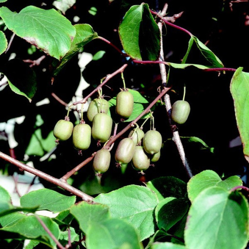 Kiwi Actinidia Issai (rustique) AUTOFERTILE P9/C1