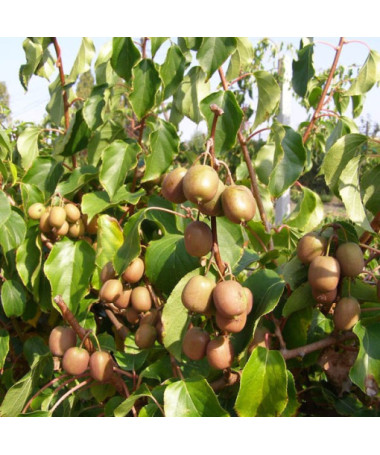 Kiwi Actinidia Geneva (rustique) P9/C1