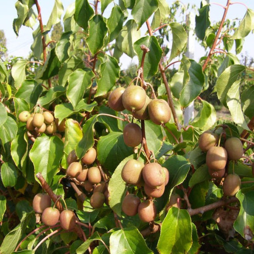 Kiwi Actinidia Geneva (rustique) P9/C1