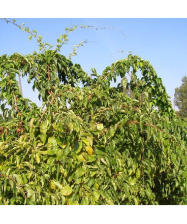 Kiwi Actinidia Geneva (rustique) P9/C1