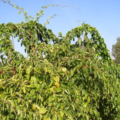 Kiwi Actinidia Geneva (rustique) P9/C1