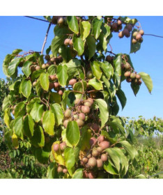 Kiwi Actinidia Dr Szymanowski (panachée) P9/C1