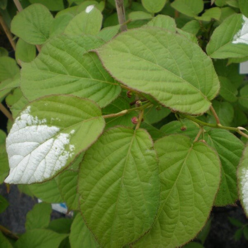 Kiwi Actinidia Dr Szymanowski (panachée) P9/C1