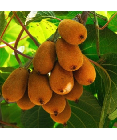 Kiwi Actinidia deliciosa Jenny AUTOFERTILE P9/C1