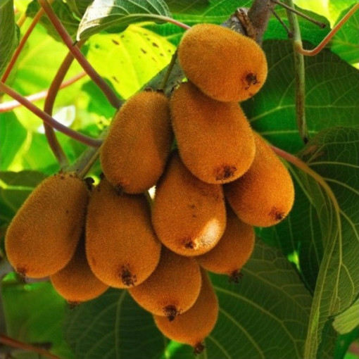 Kiwi Actinidia deliciosa Jenny AUTOFERTILE P9/C1