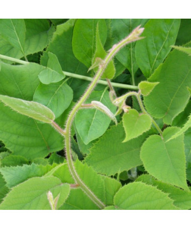 Kiwi Actinidia deliciosa Jenny AUTOFERTILE P9/C1