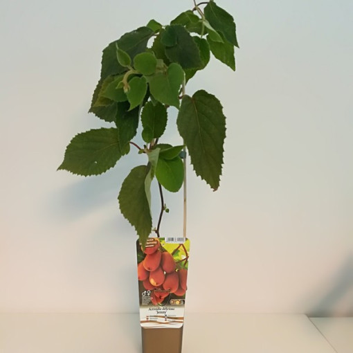 Kiwi Actinidia deliciosa Jenny AUTOFERTILE P9/C1