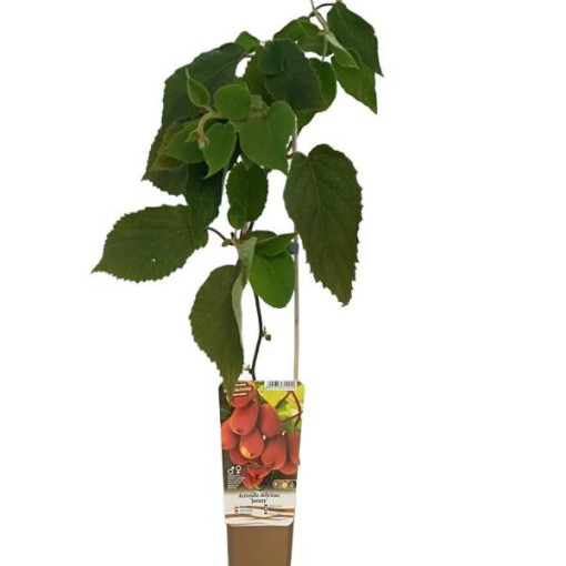 Kiwi Actinidia deliciosa Jenny AUTOFERTILE P9/C1