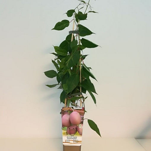 Kiwi Actinidia Ananasnaya (à feuilles pointues)