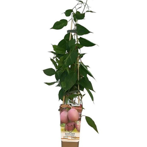 Kiwi Actinidia Ananasnaya (à feuilles pointues)