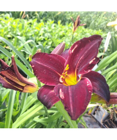 Hémérocalle Dark Passion 2L