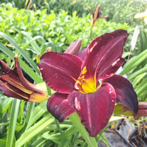 Hémérocalle Dark Passion 2L