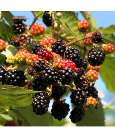 Mûrier 'Tricolor' P9/C1