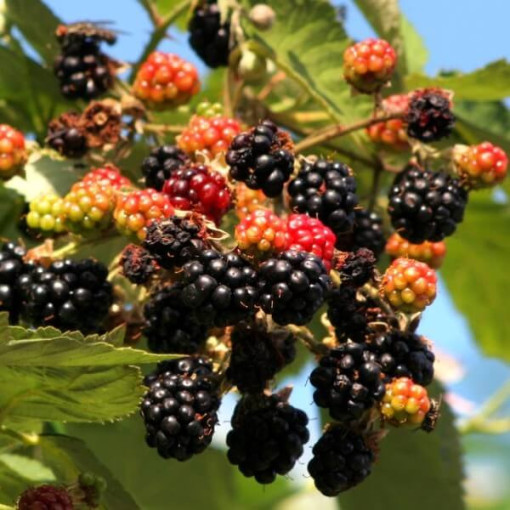 Mûrier 'Tricolor' P9/C1