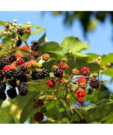 Mûrier 'Tricolor' P9/C1