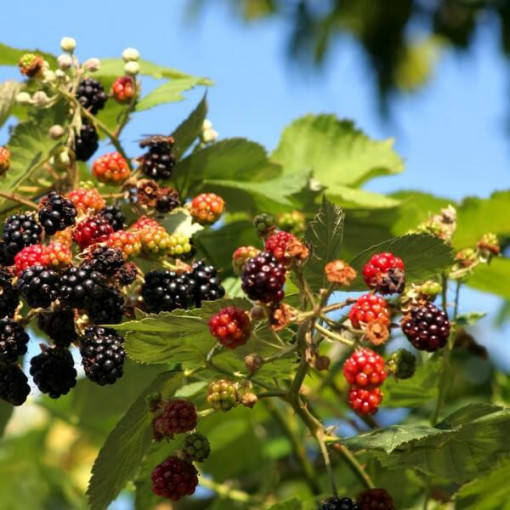 Mûrier 'Tricolor' P9/C1