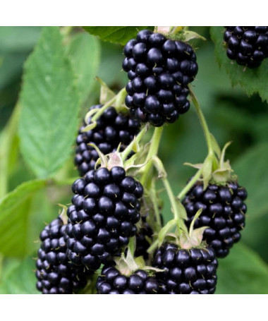 Mûrier sans épines 'Triple Crown'